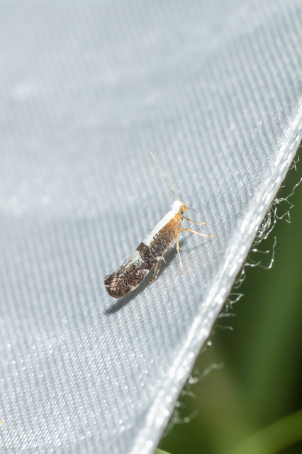 Argyresthia