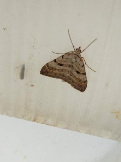 Aplocera plagiata - szürke csíkosaraszoló