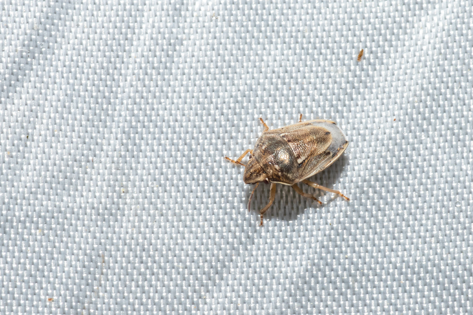Neottiglossa leporina - sárgahasú címerespoloska Neottiglossa leporina - sárgahasú címerespoloska