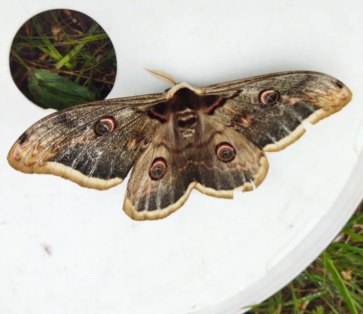 Saturnia pyri - nagy pávaszem