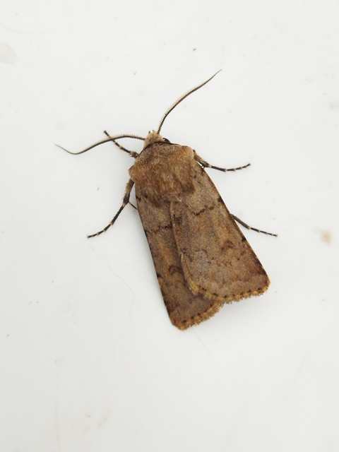 Agrotis cinerea - szürkés földibagoly