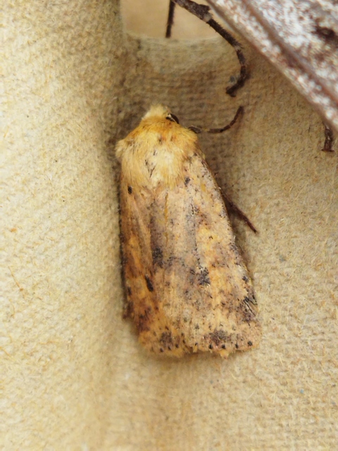 Conistra rubiginea - vörös őszibagoly