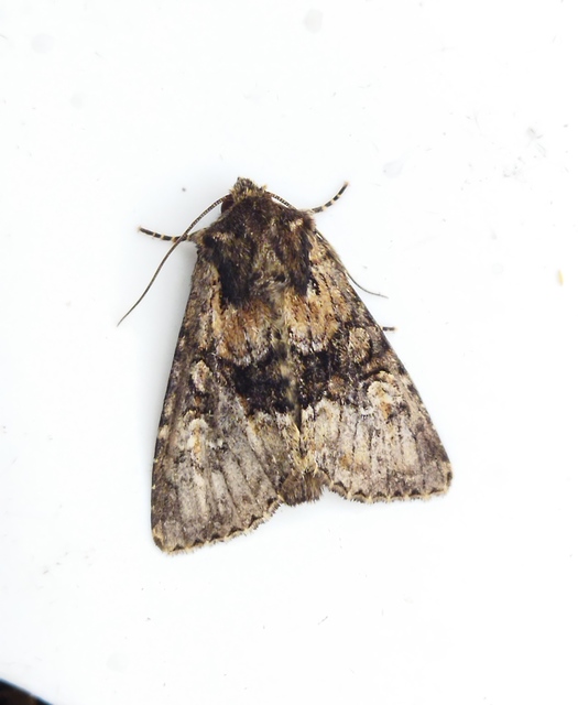 Apamea illyria - déli dudvabagoly