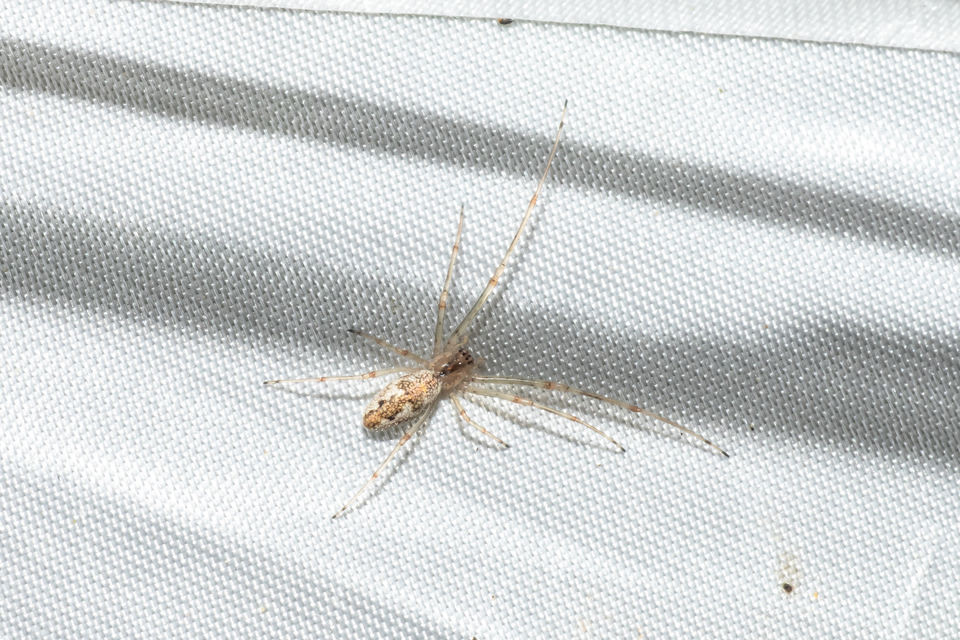 Tetragnatha