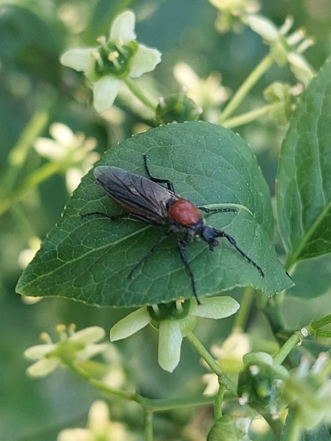 Bibio hortulanus - kerti bársonylégy