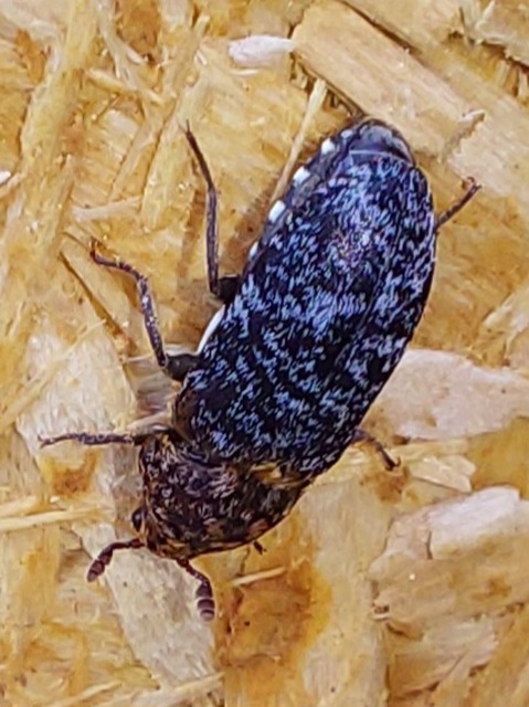 Dermestes undulatus - márványos porva Dermestes undulatus - márványos porva