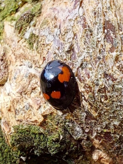 Exochomus quadripustulatus - négyfoltos szerecsenkata