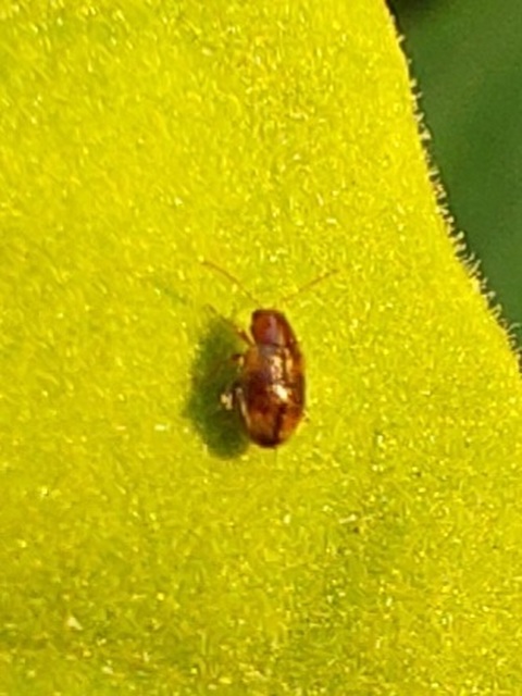 Epitrix hirtipennis - dohány-földibolha