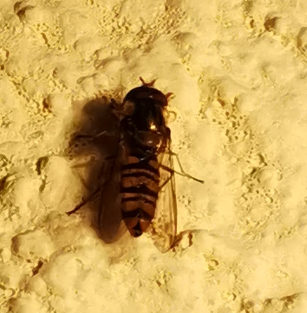 Episyrphus balteatus - ékfoltos zengőlégy