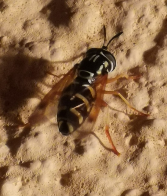Chrysotoxum