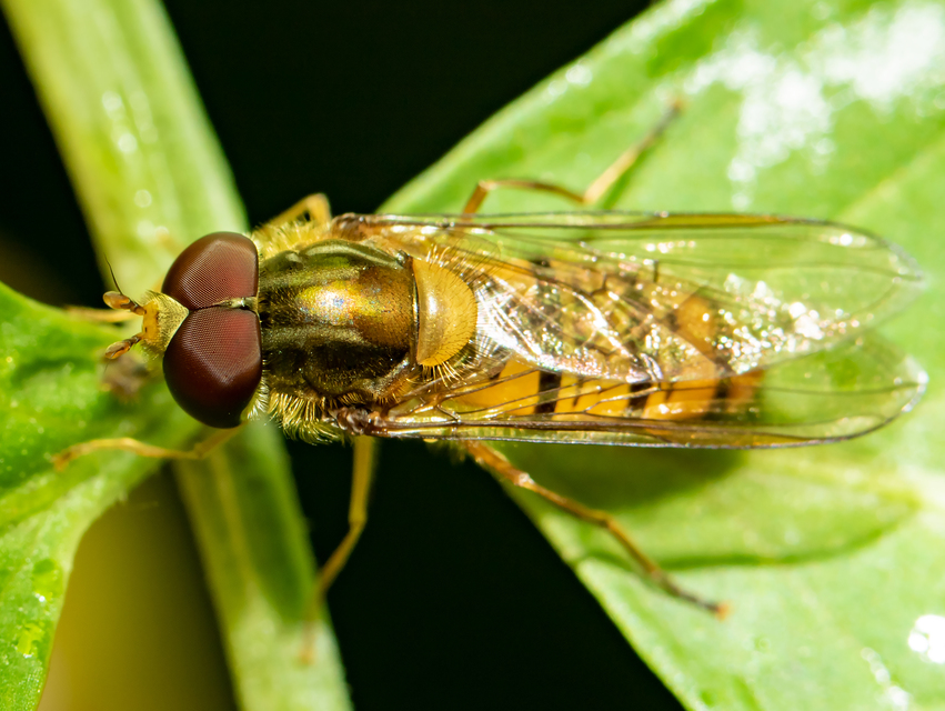 Episyrphus balteatus - ékfoltos zengőlégy