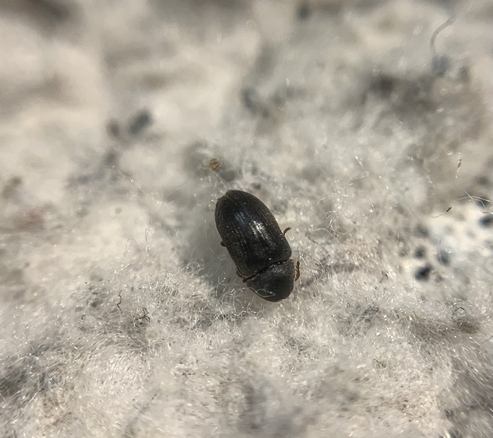 Xyletinus ater - bordásmellű szerecsenálszú