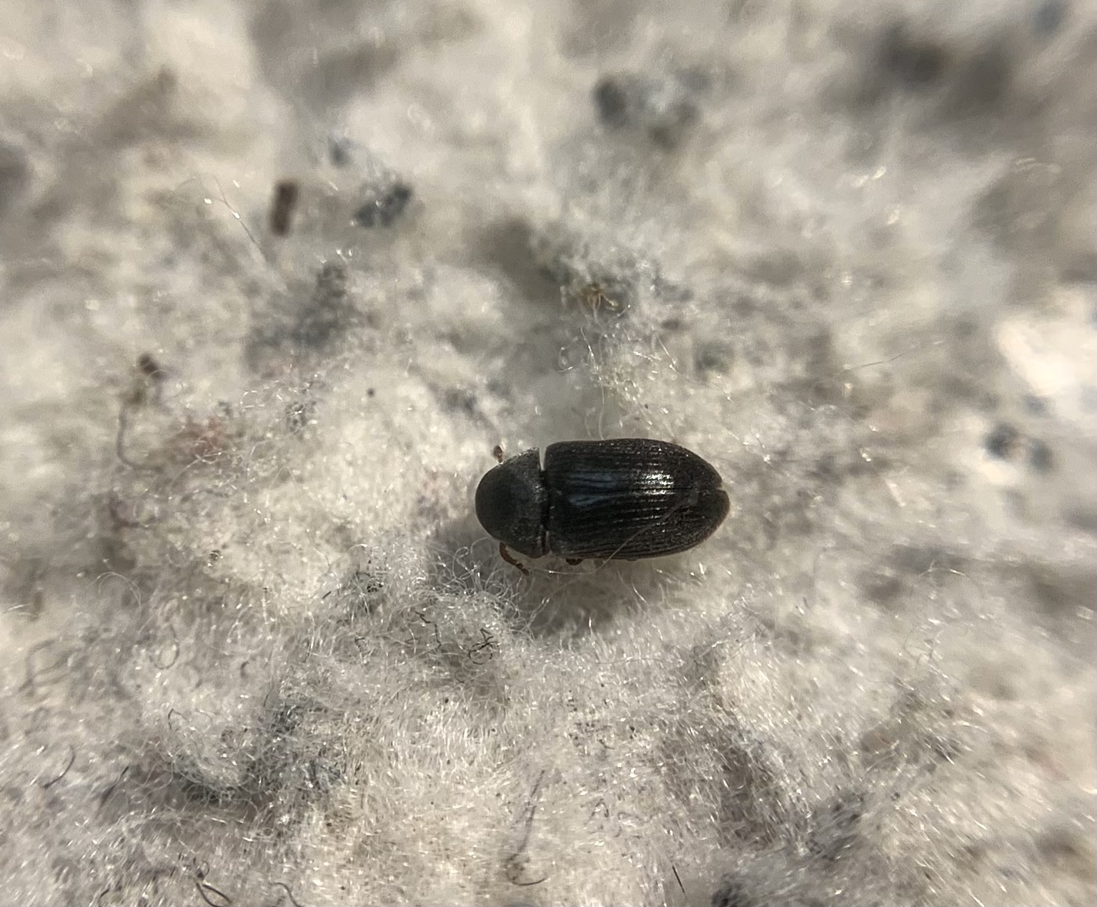 Xyletinus ater - bordásmellű szerecsenálszú