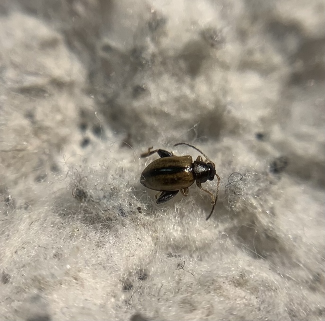Longitarsus nigrofasciatus - feketefejű ökörfarkkóró-földibolha