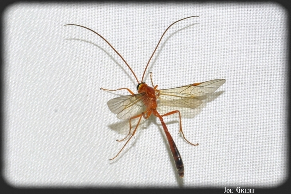 Ophion minutus