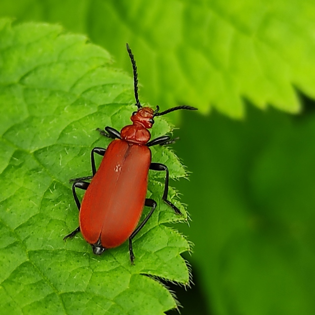 Pyrochroa serraticornis - közép-bíborbogár