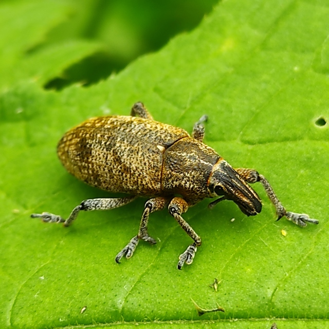 Cleonis pigra - közönséges bogáncsbarkó
