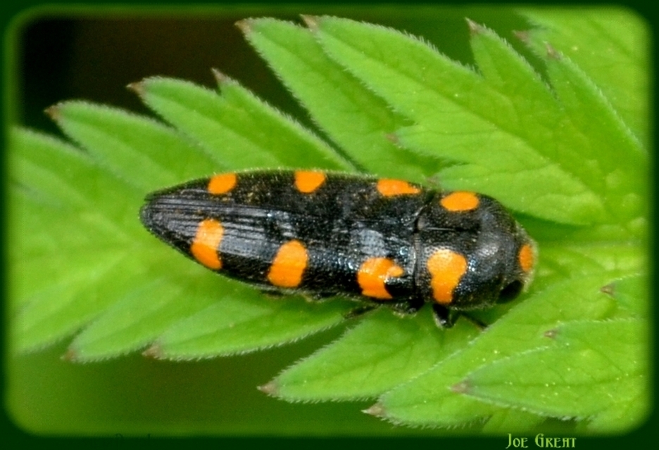Ptosima undecimmaculata - sárgafoltos díszbogár