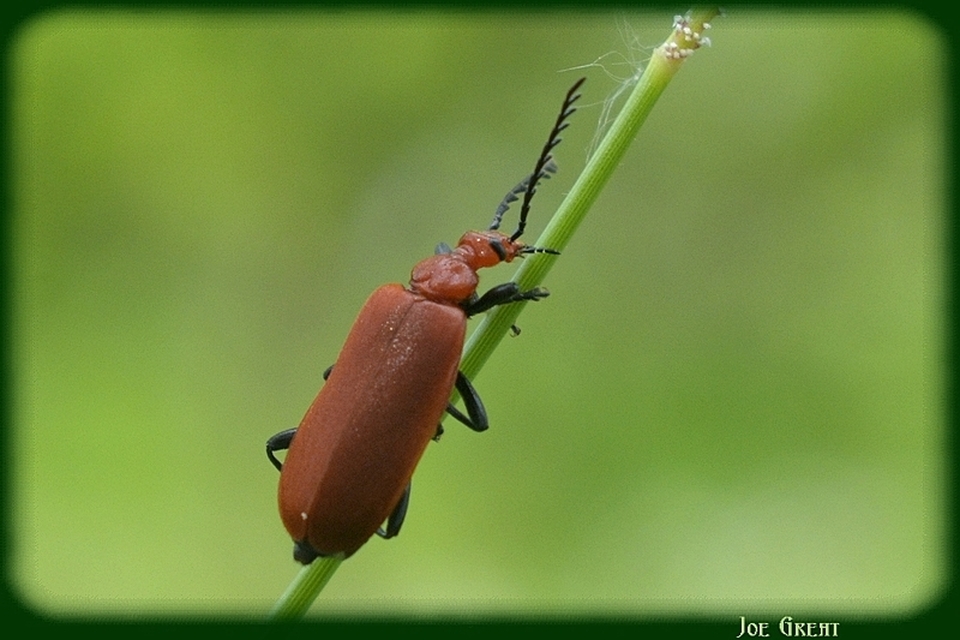 Pyrochroa serraticornis - közép-bíborbogár