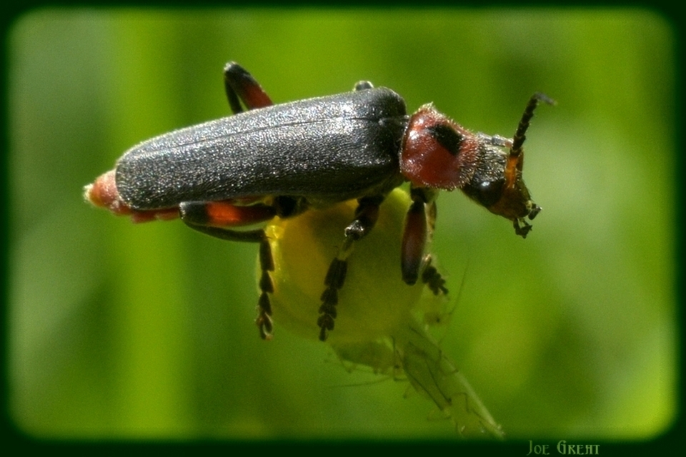 Cantharis rustica - suszterbogár