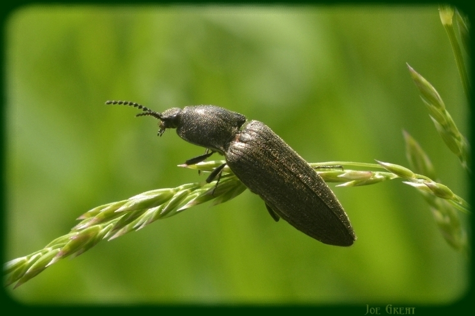 Elateridae - pattanóbogárfélék