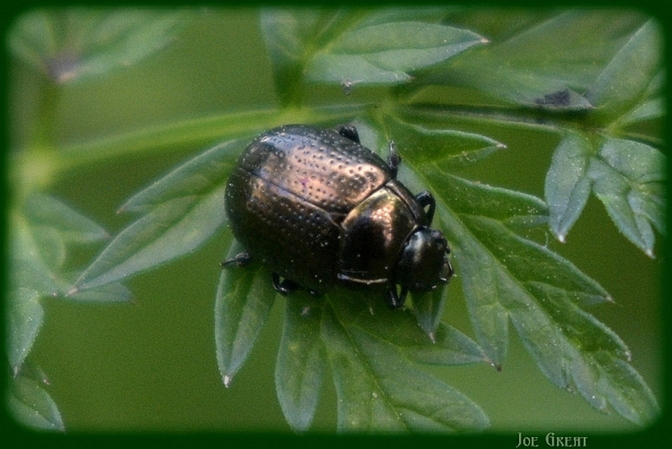 Chrysolina oricalcia - bronzos levélbogár