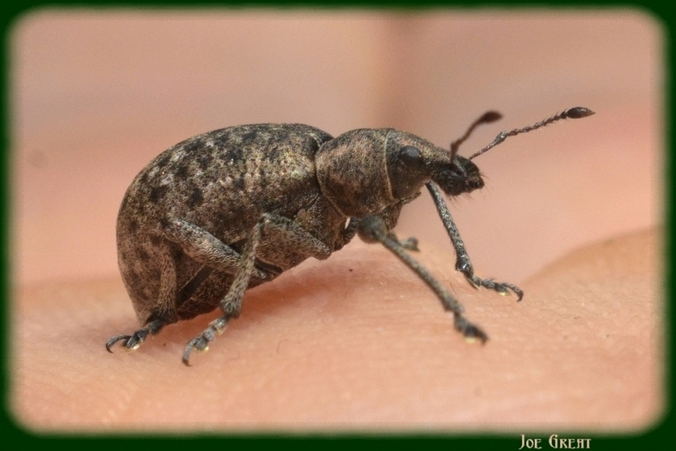 Liophloeus tessulatus - kockás barabolyormányos