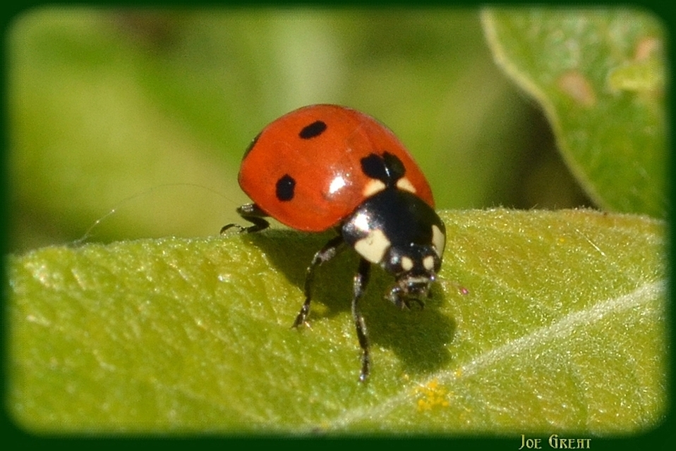 Coccinella septempunctata - hétpettyes katica