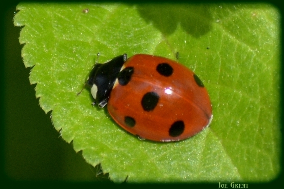 Coccinella septempunctata - hétpettyes katica