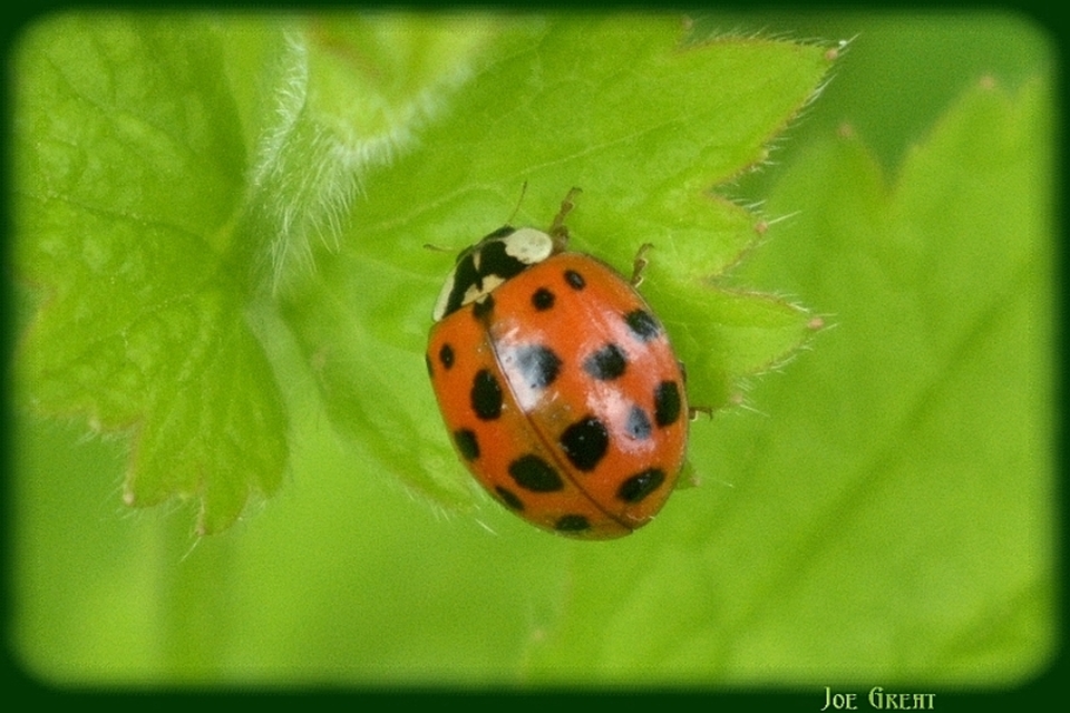 Harmonia axyridis - harlekinkatica
