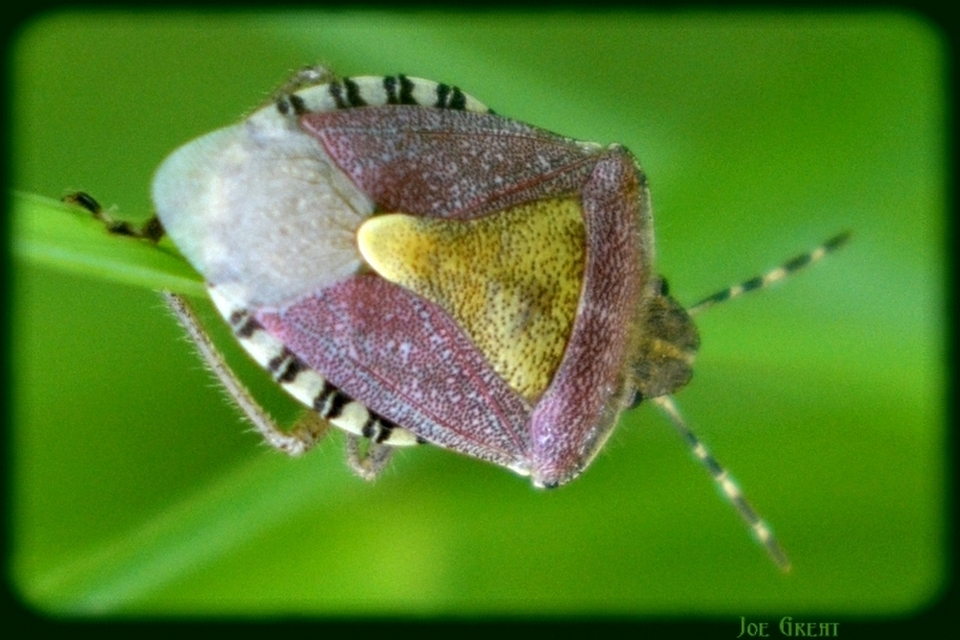 Dolycoris baccarum - közönséges bogyómászó-poloska Dolycoris baccarum - közönséges bogyómászó-poloska