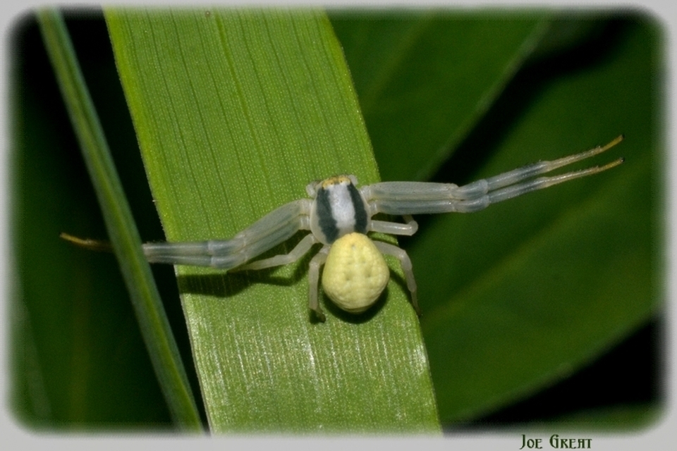 Araneae - Pókok