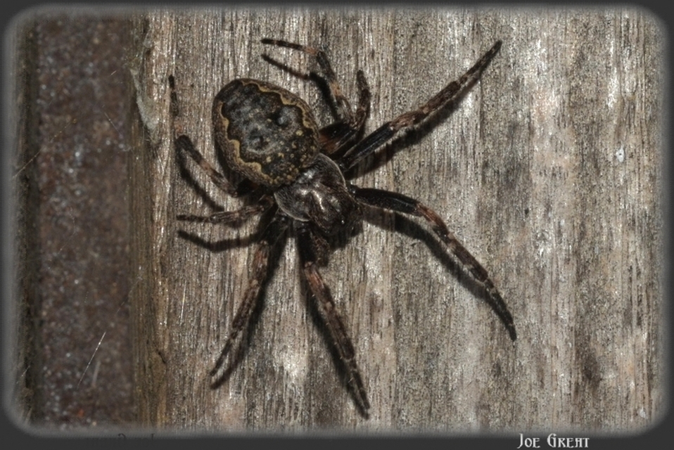 Araneae - Pókok