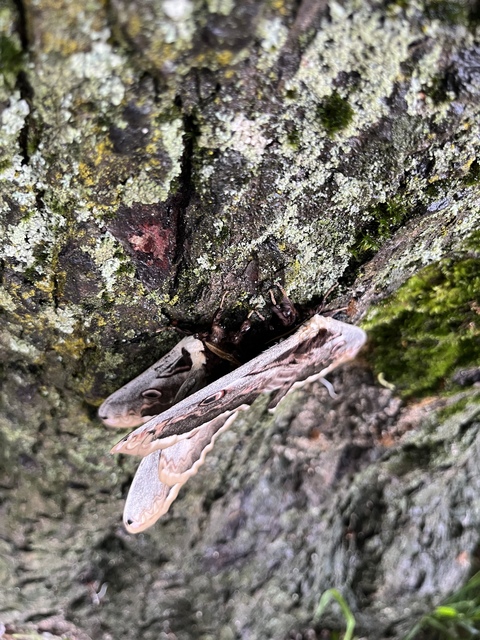 Saturnia pyri - nagy pávaszem