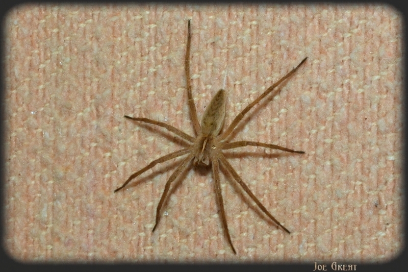 Araneae - Pókok