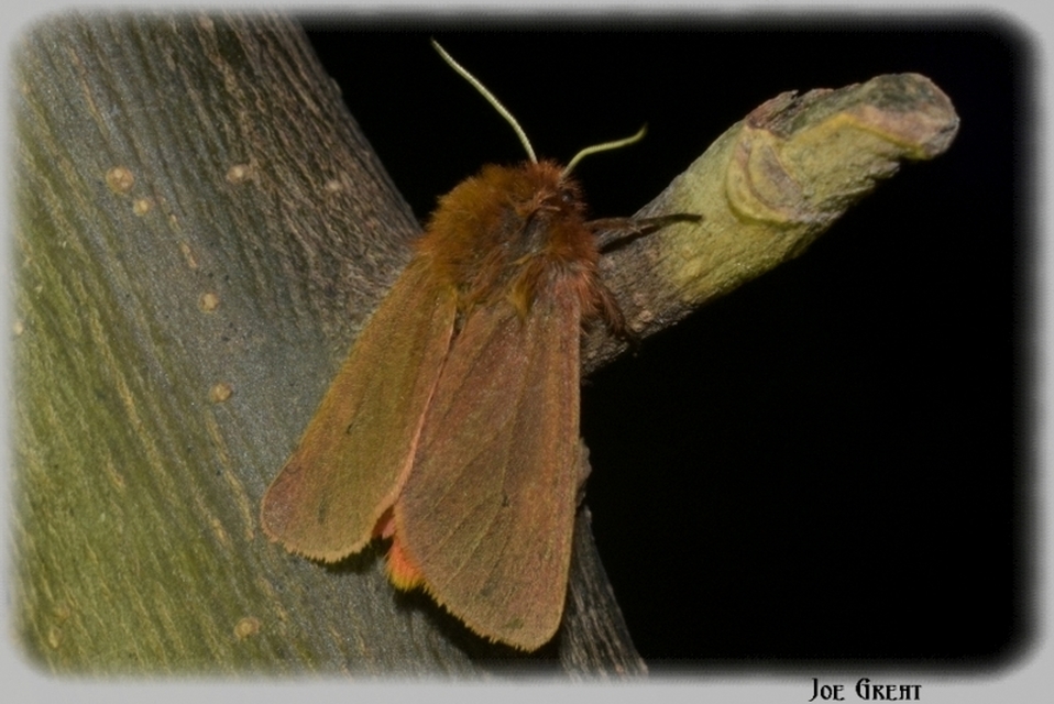 Phragmatobia fuliginosa - füstös medvelepke