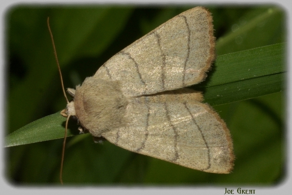 Charanyca trigrammica - háromsávos lombbagoly