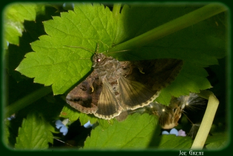 Autographa gamma - gammalepke