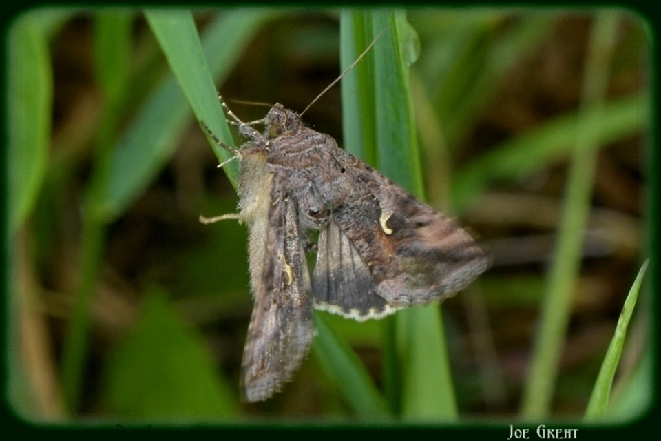 Autographa gamma - gammalepke
