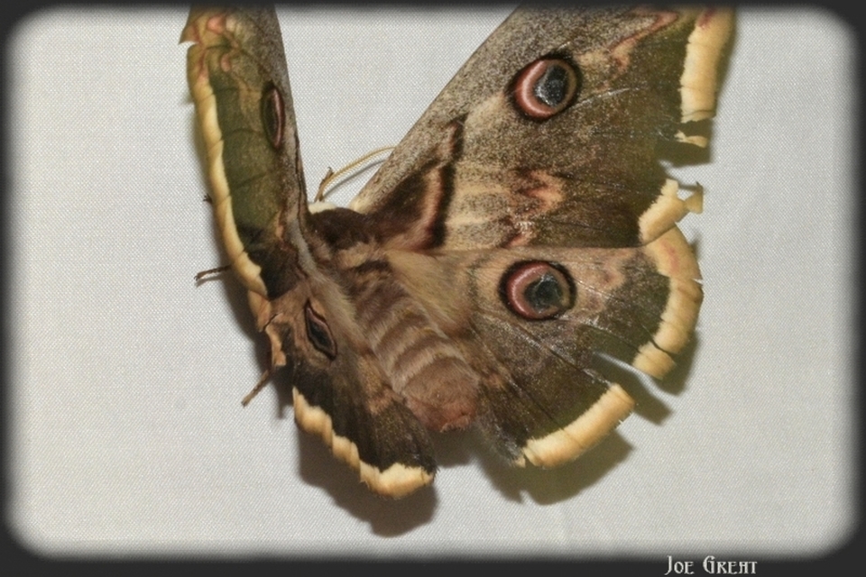 Saturnia pyri - nagy pávaszem