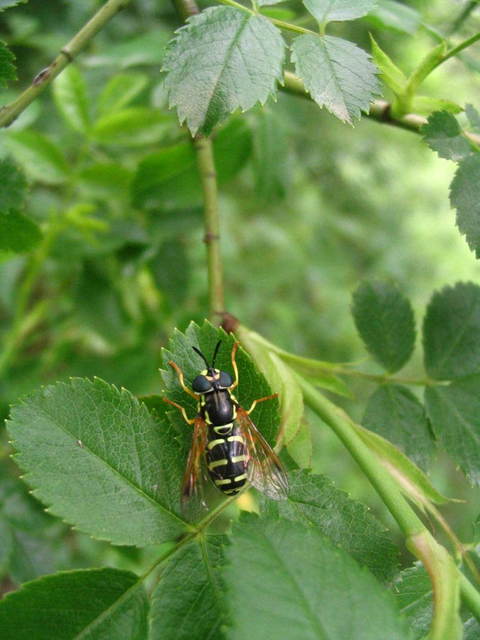 Chrysotoxum