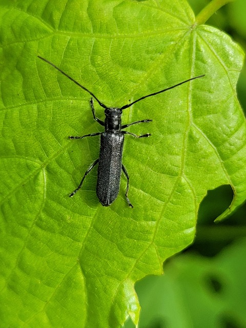 Stenostola dubia - fémes hársfacincér