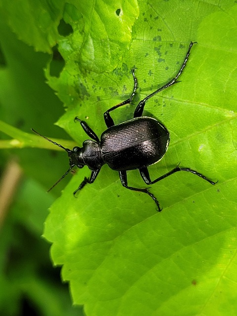 Calosoma inquisitor - kis bábrabló