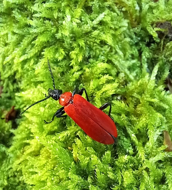 Pyrochroa coccinea - nagy bíborbogár
