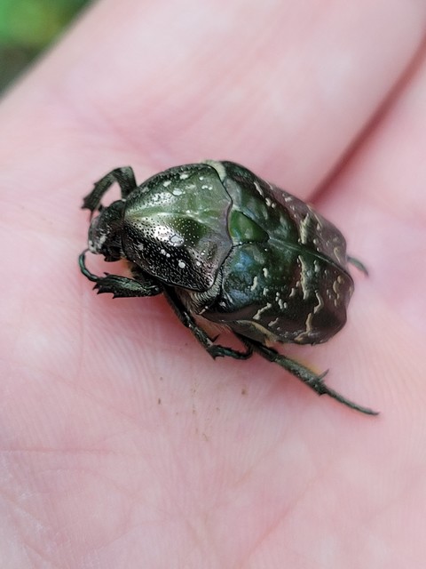 Protaetia marmorata - márványos virágbogár