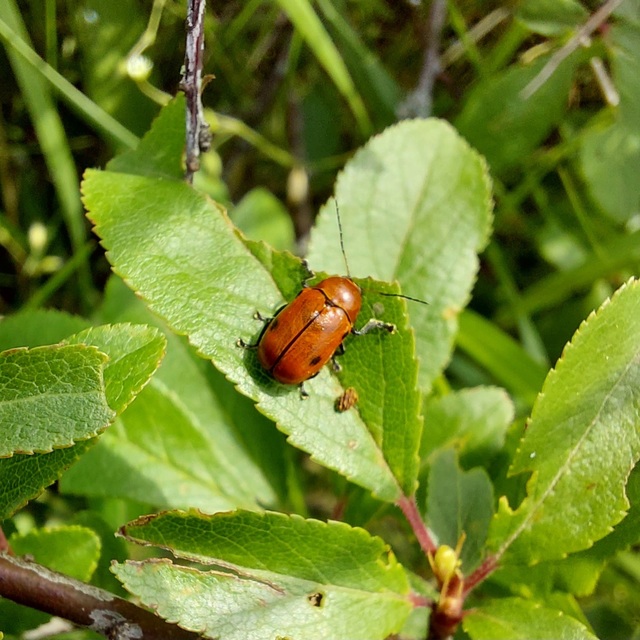Cryptocephalus coryli - mogyoró-zömökbogár