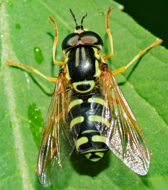 Chrysotoxum