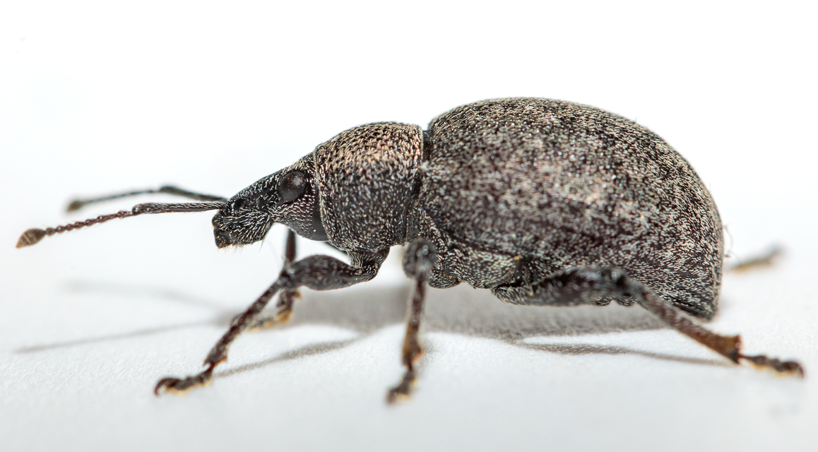 Otiorhynchus ligustici - vincellér-gyalogormányos