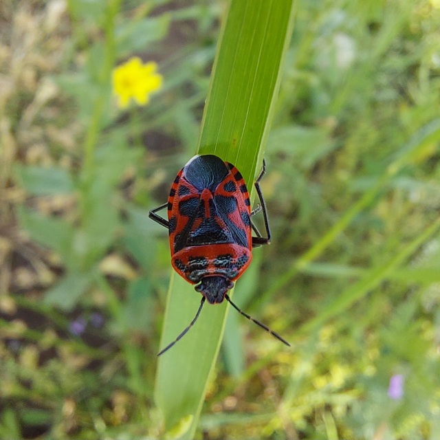 Eurydema