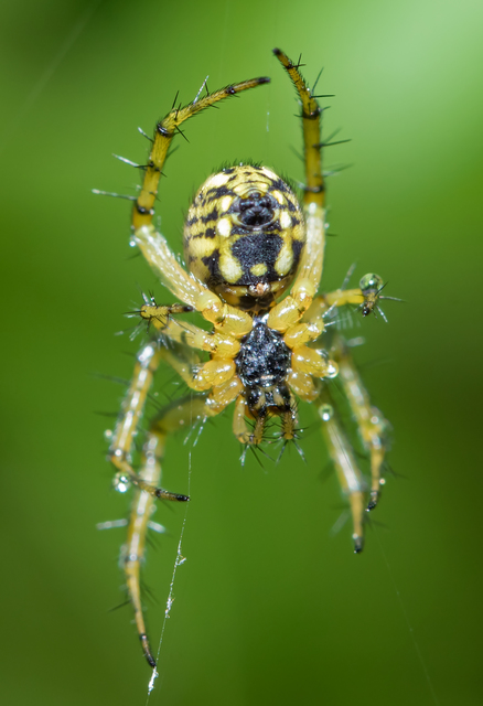 Mangora acalypha - réti keresztespók